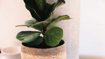 Watering  a Fiddle Leaf Fig Plant