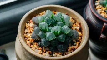 Watering a Haworthia Succulent Plant