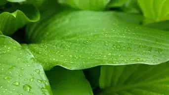 Watering hosta plants