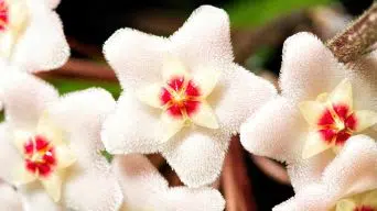 Hoya plants watering frequency