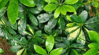 How Often To Water a Schefflera Plant