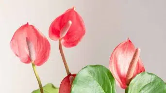 Caring for Anthurium Indoors