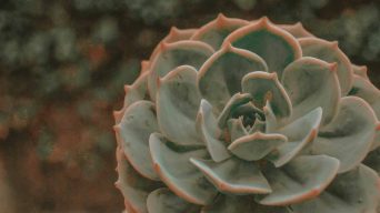 Caring for Echeveria Plants
