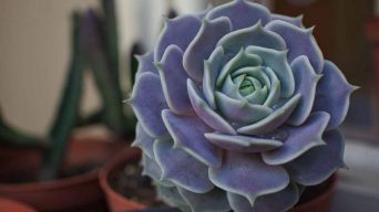Caring for an Indoor Echeveria