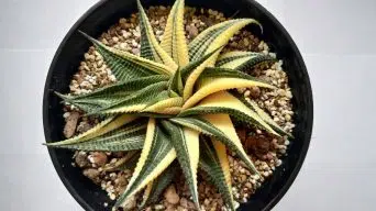 Caring for Haworthia succulent plants