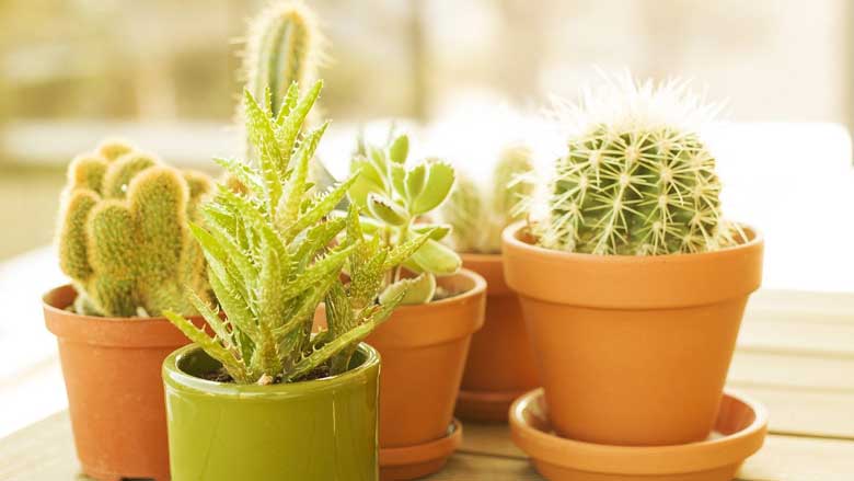 How to Care For Indoor Cactus Plants