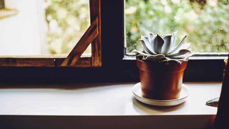 How to Care for Indoor Succulents (A Complete Guide)