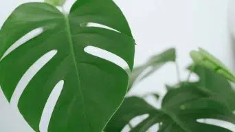 Caring for Monstera Leaves