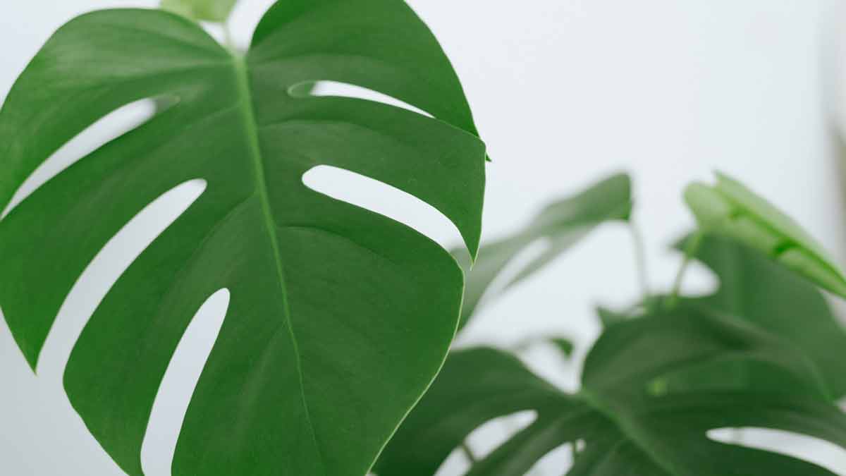 Caring for Monstera Leaves