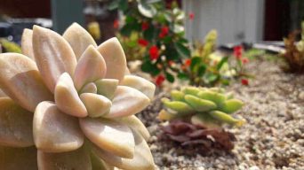 Caring For Succulents Outdoors