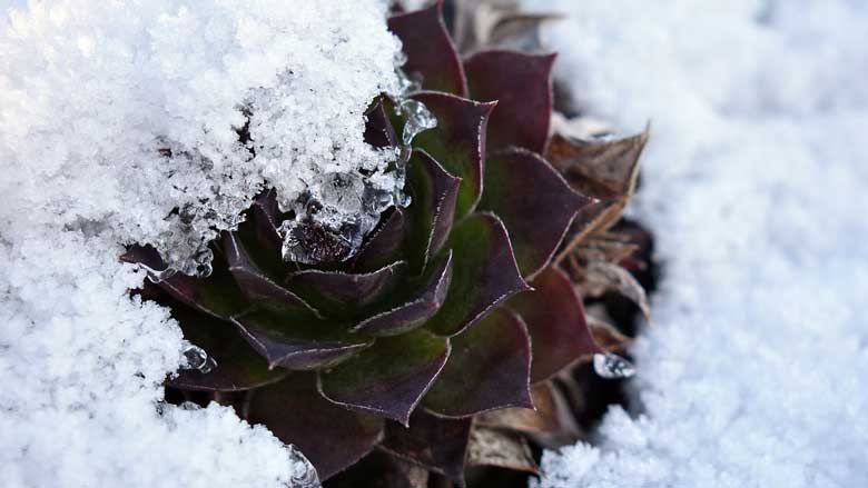 How to Care For Succulents in Winter