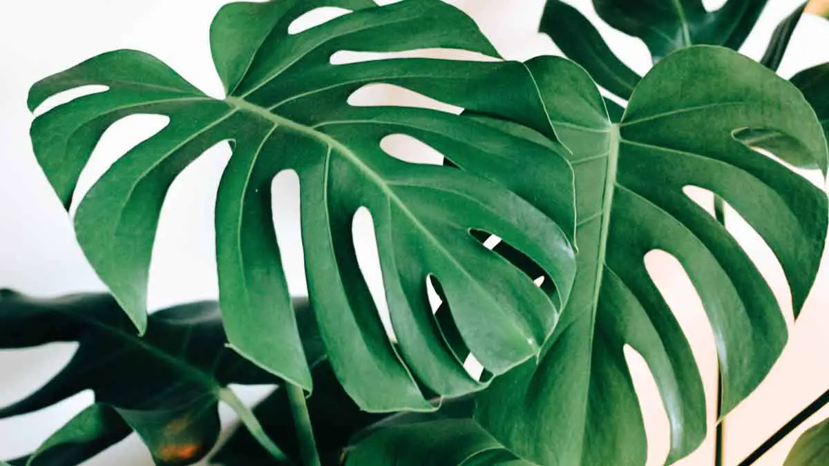 Cleaning Monstera Leaves