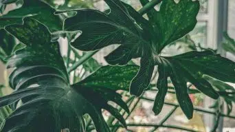 Fertilizing a monstera plant