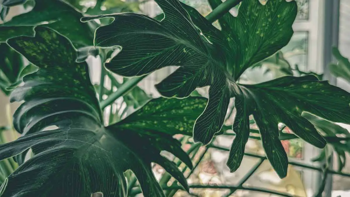 How to fertilize monstera