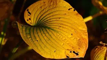 A scorching hosta plant