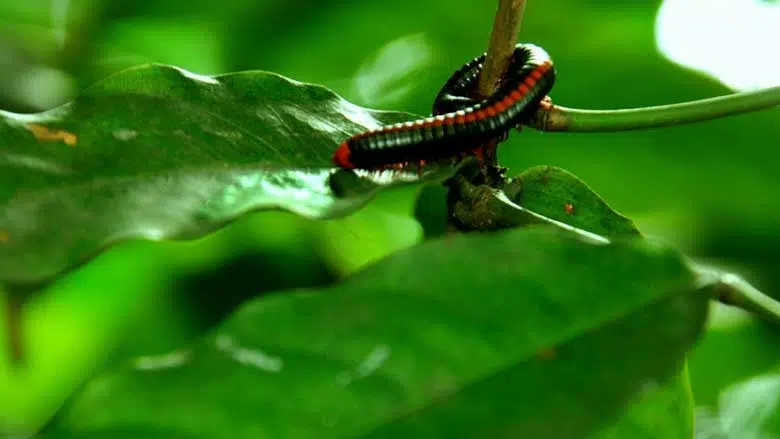 Houseplant with Millipedes