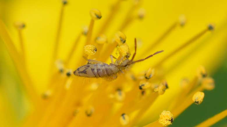 A houseplant with Springtail insects