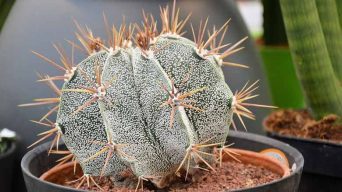 Growing Cacti From Seeds