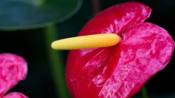 Growing Anthurium in water