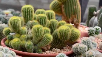 Growing Cactus From Cuttings