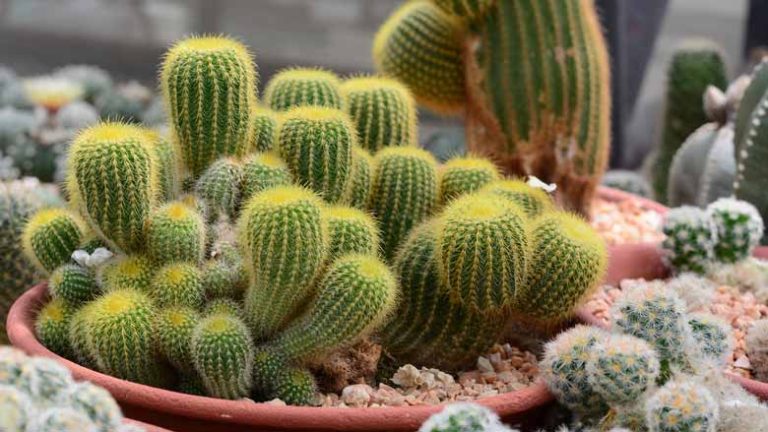 how-to-grow-cactus-from-cuttings-a-complete-guide