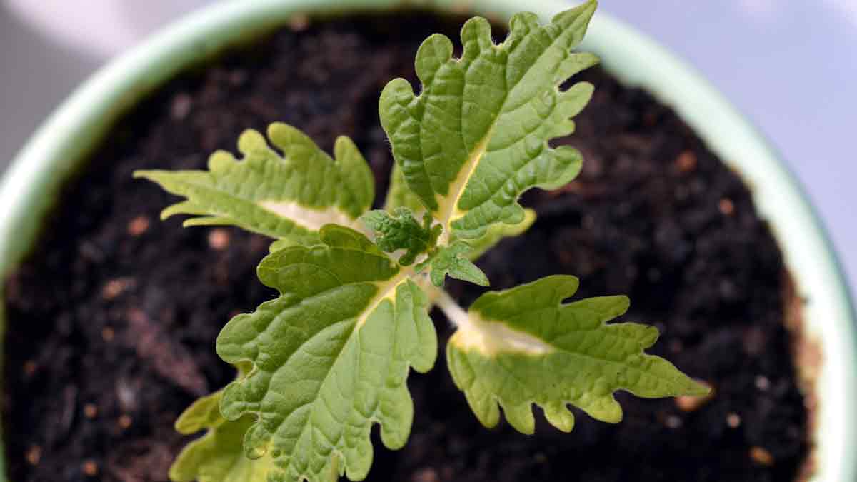 Growing Coleus plants from Seeds