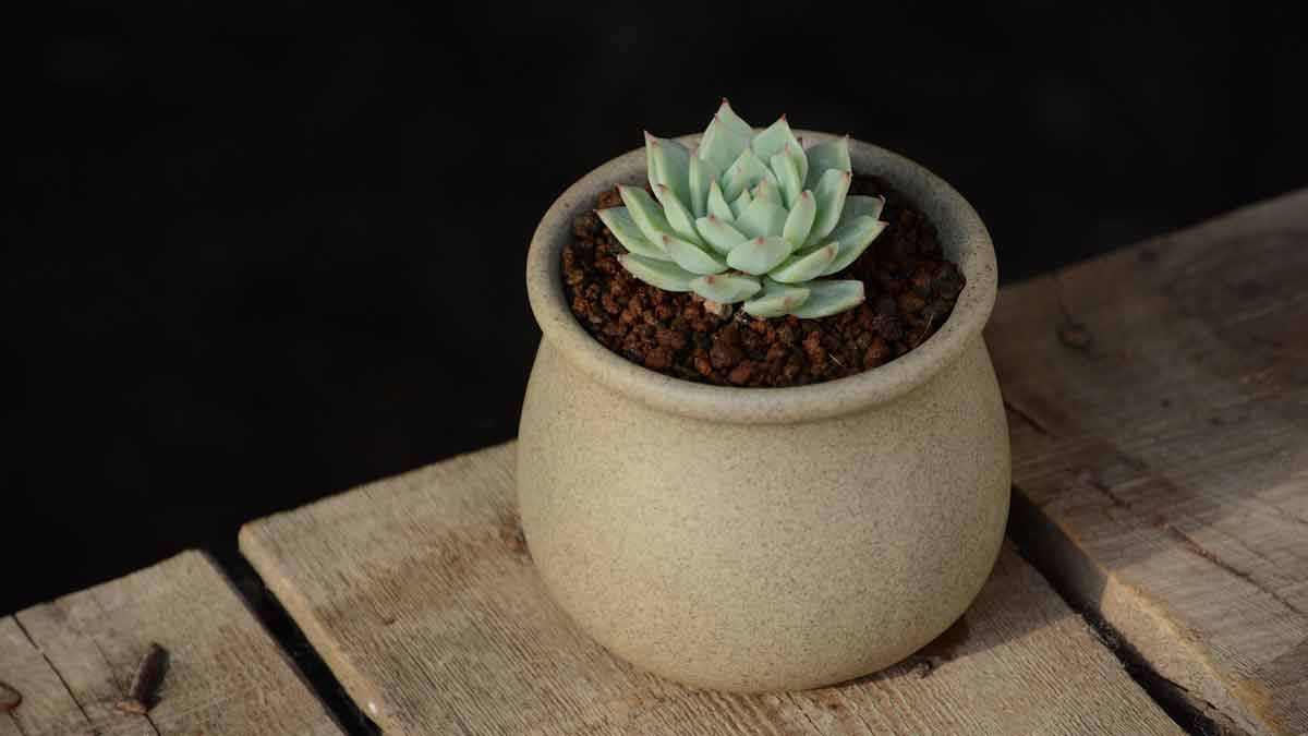 Growing Echeveria Plants from Seeds