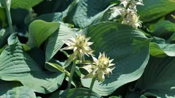 Growing hostas from seeds