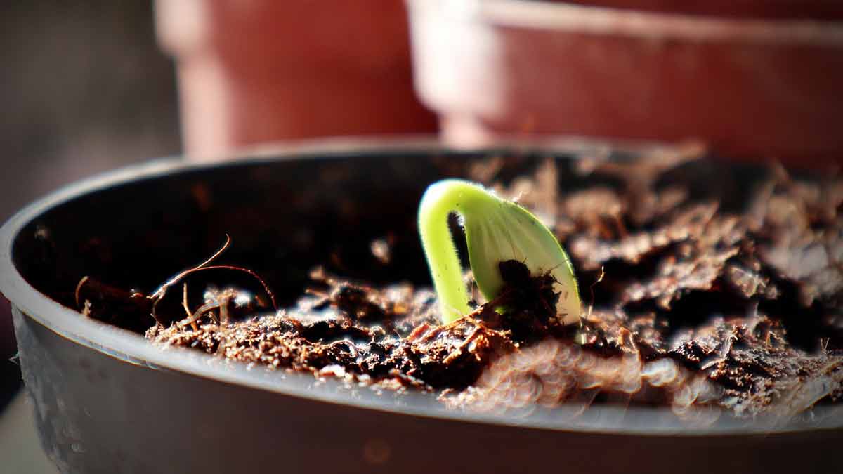 Growing indoor plants from seeds