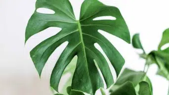 Growing Bigger Monstera Leaves