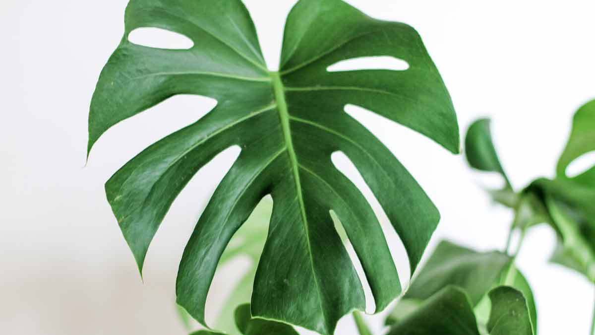 How to Grow Monstera Leaves Bigger