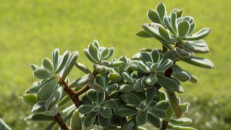 How To Grow Succulents From Cuttings