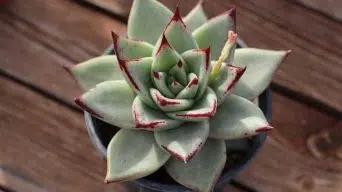 Growing Succulents From Leaves