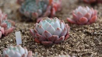 Growing Succulents From Seeds