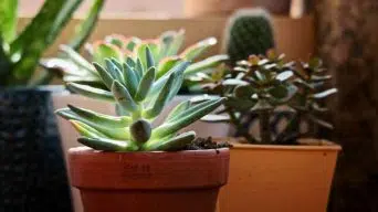 Keeping Succulents Small