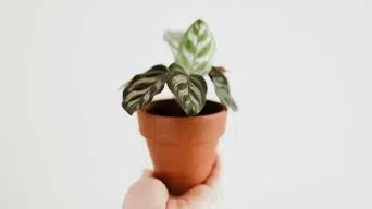 Growing a Taller Calathea