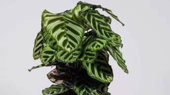 Bushy Calathea