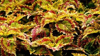 A Bushy Coleus