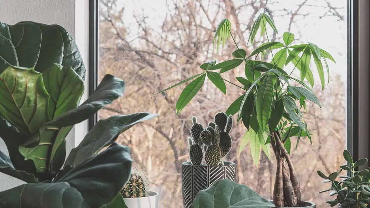 Growing Indoor Plants Faster