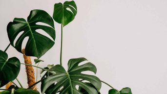Growing a Monstera Plant Fast