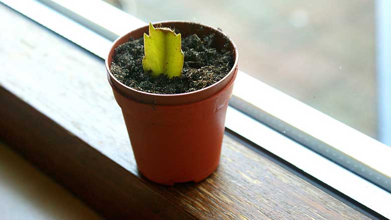 How to Plant a Cactus Cutting