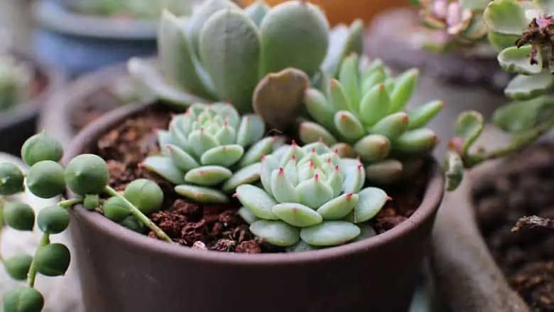 Planting Succulents in Pots