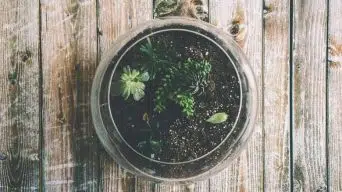 Planting Succulents in Glass Containers