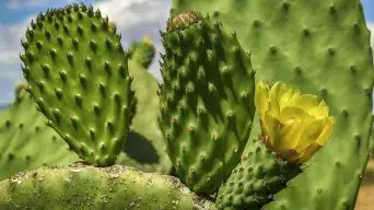 Propagating Cactus Pads