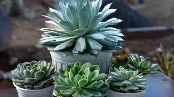 Propagating Echeveria Plants