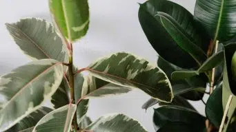 Propagate Ficus Elastica in Water