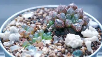 Propagating Haworthia Succulents