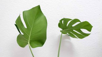 Propagating Monstera Plants from Cuttings