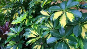 Pruning a Schefflera Plant