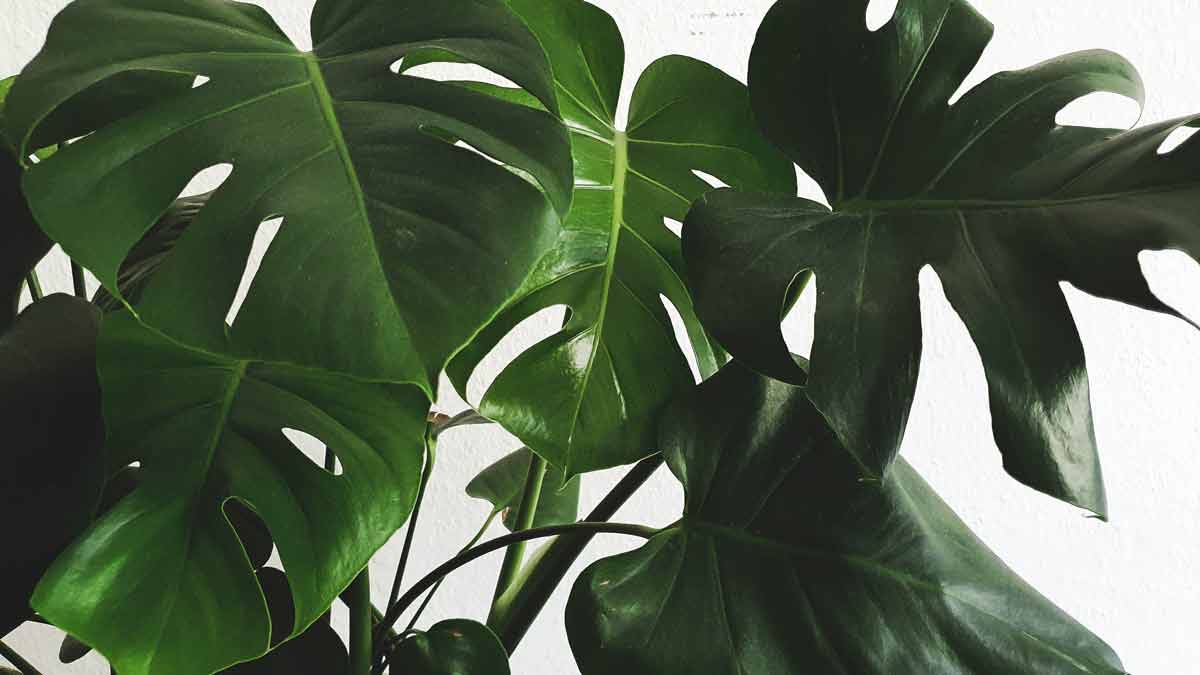 How to prune Monstera plants
